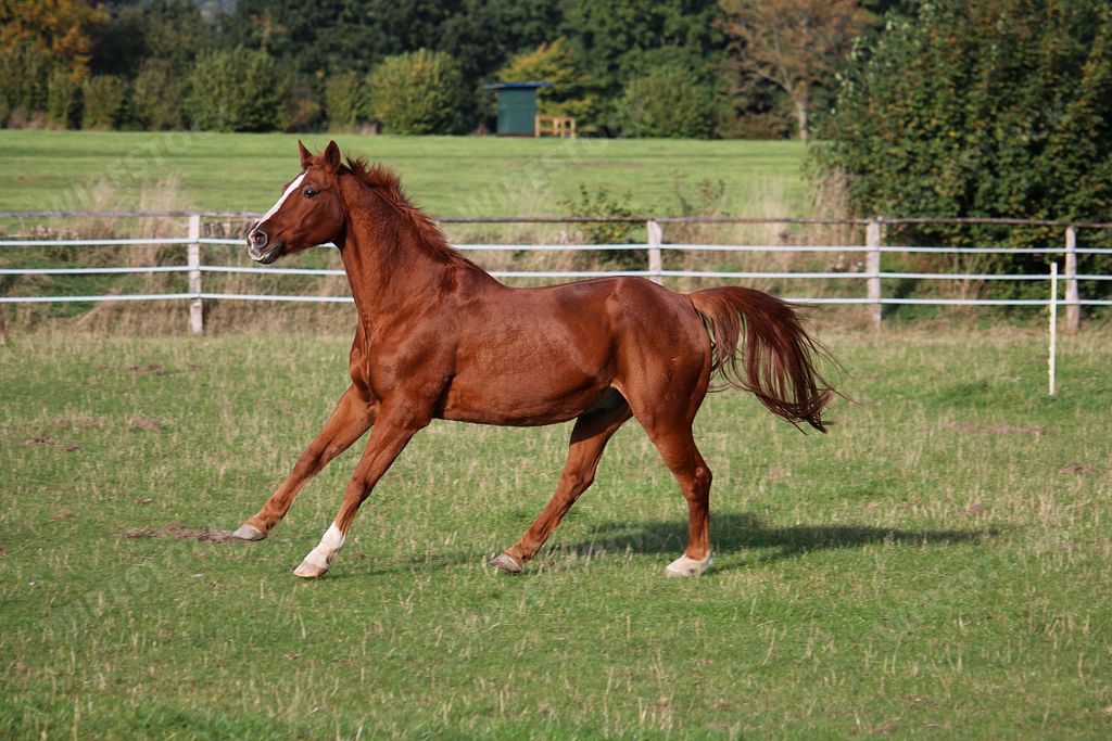A closeup shot of a beautiful brown and white horse in a field