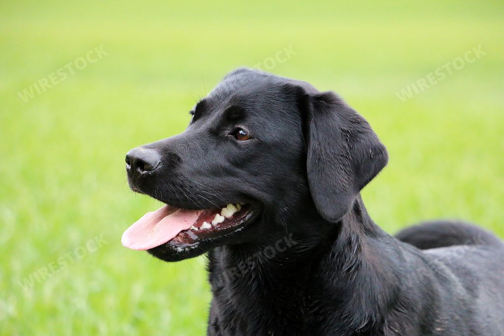 A closeup shot of a cute black labrador