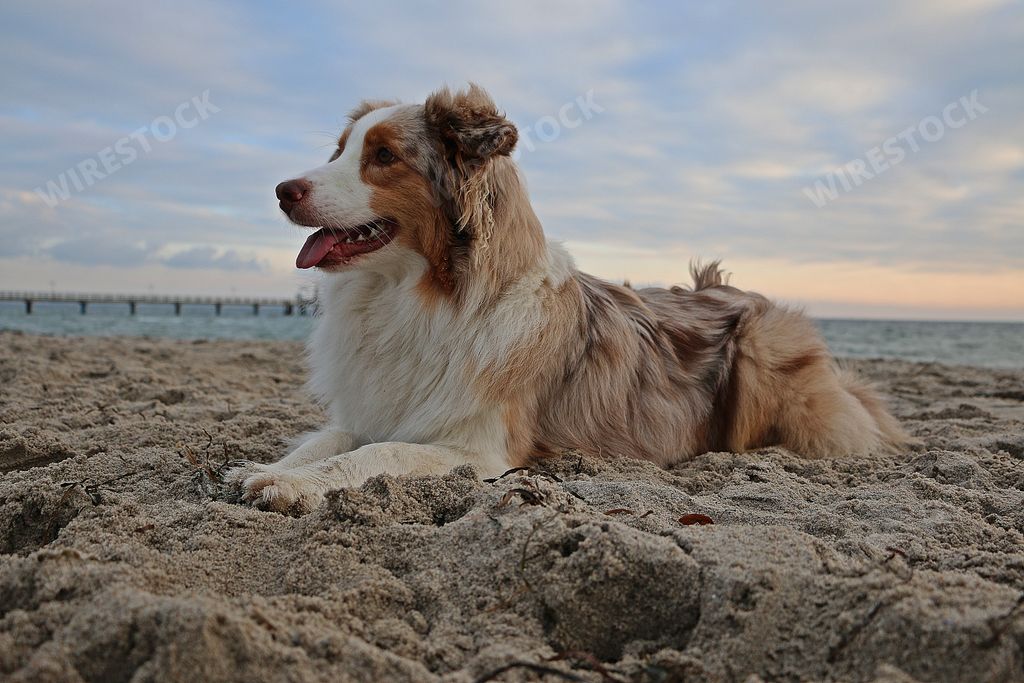 A beautiful Australian shepherd lying on the sand at the beach on a summer day