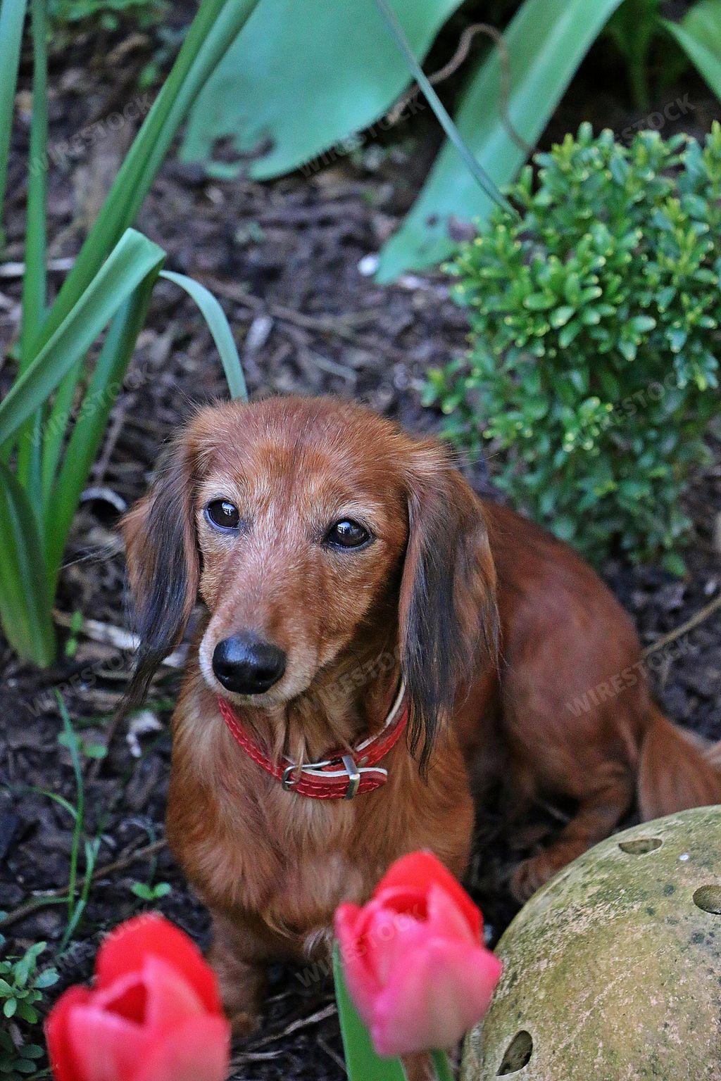 A vertical high angle shot of a cute brown dachshound dog sitting in a garden with tulips