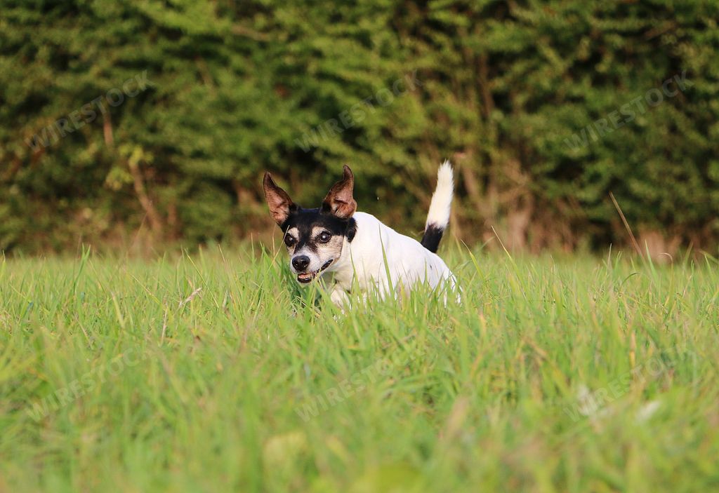 A selective focus shot of a white toy fox errier running in a sunny field