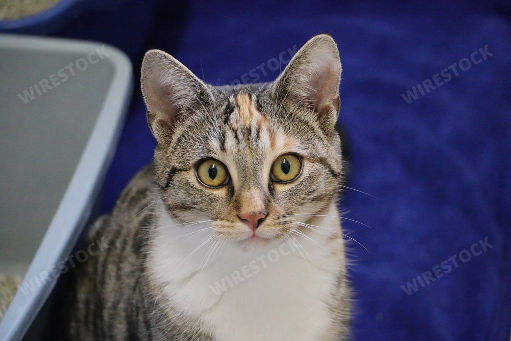A portrait of a cute grey kitten staring at the camera
