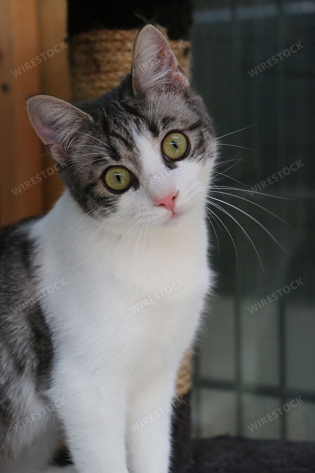 A closeup shot of a cute funny kitten staring at the camera
