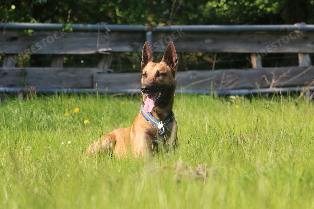 The adorable Malinois dog on the field