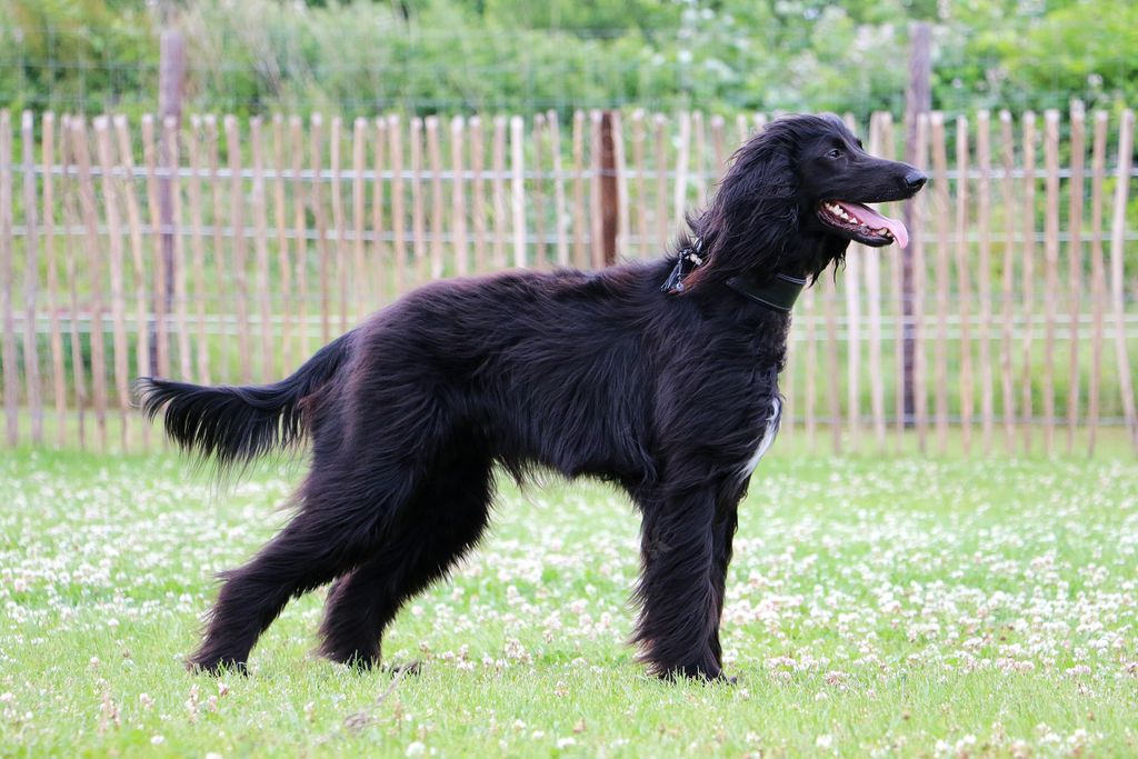 A closeup shot of a black Afghan Hound dog standing in a field with open mouth