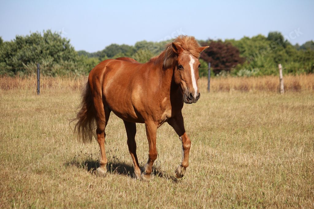 A beautiful shot of a brown horse walking on a field during a sunny day