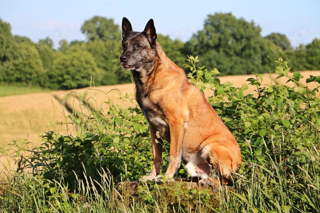 A closeup shot of a hairless Belgian Shepherd dog breed sitting in a field on a stone