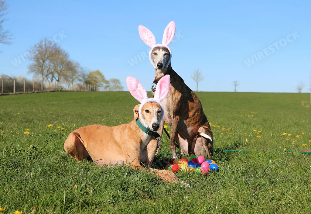 Two cute galgo dogs lying in the garden with funny bunny ears on the head and colorful easter eggs in the front