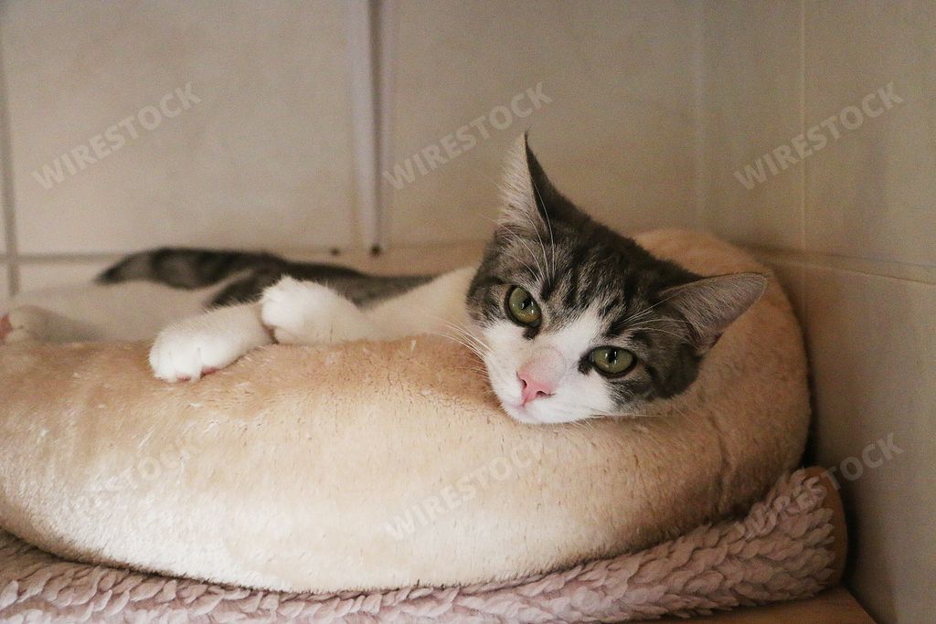 A selective focus closeup shot of a cat lying on the cat bed
