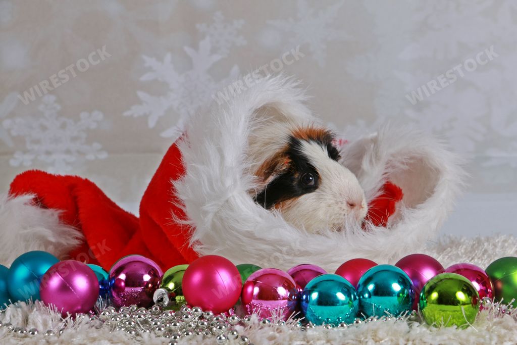A closeup of a cute christmas guinea pig surrounded by colorful Christmas balls