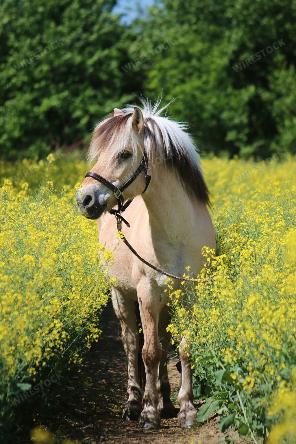 A beautiful fjord horse on the background of the yellow flowers