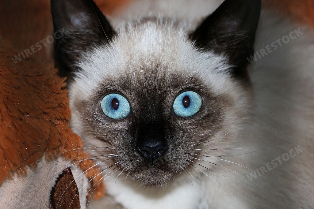 A closeup shot of a cute funny kitten staring at the camera
