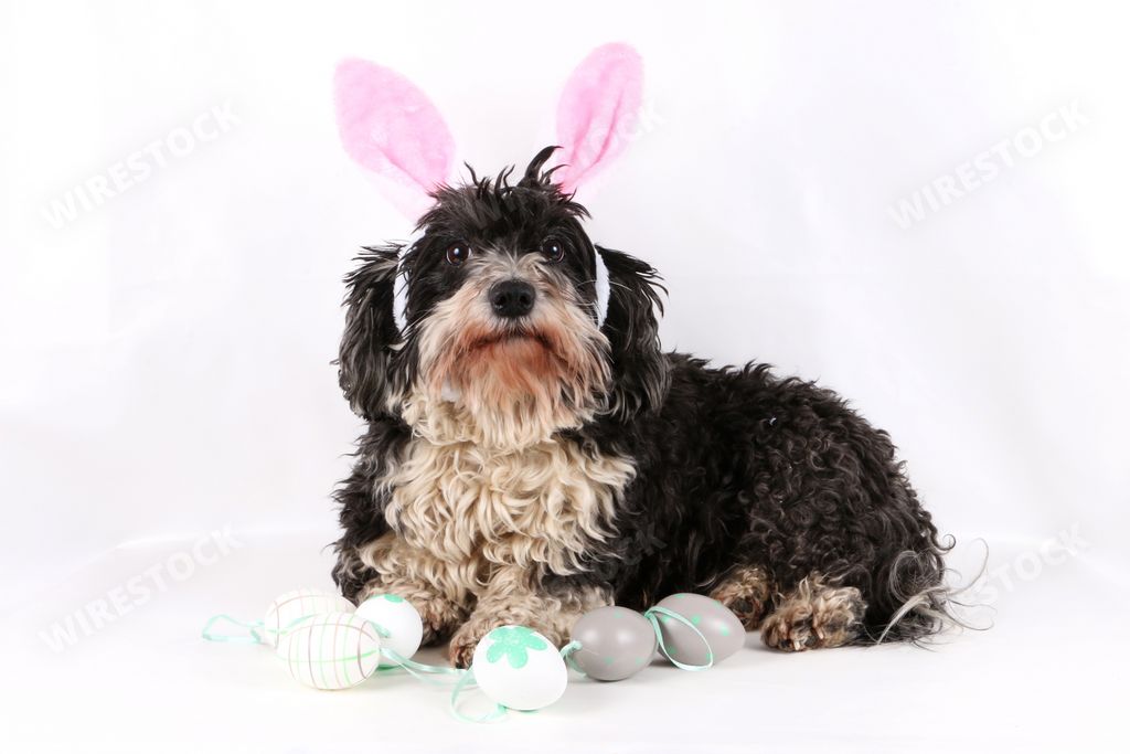 An adorable black and brown havanese dog posing against a white wall