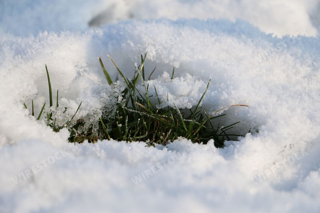 A closeup shot of grass is growing under the melting snow