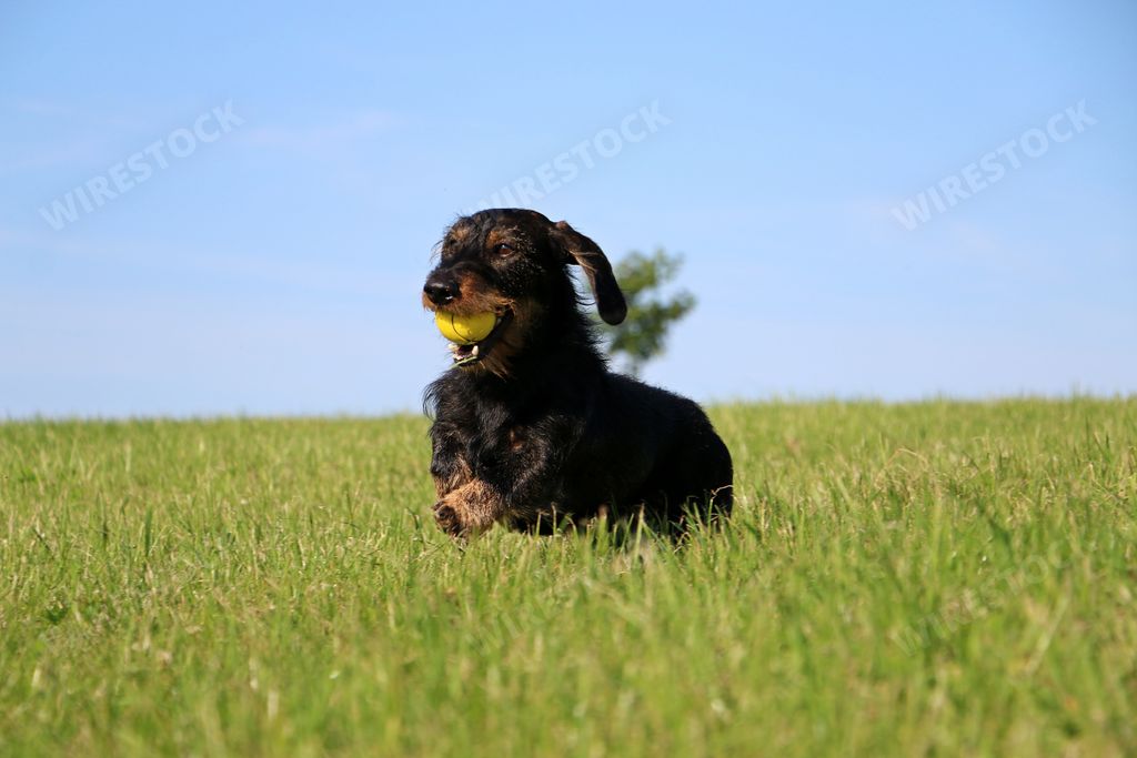 An adorable dachshund playing with a tennis ball in a field