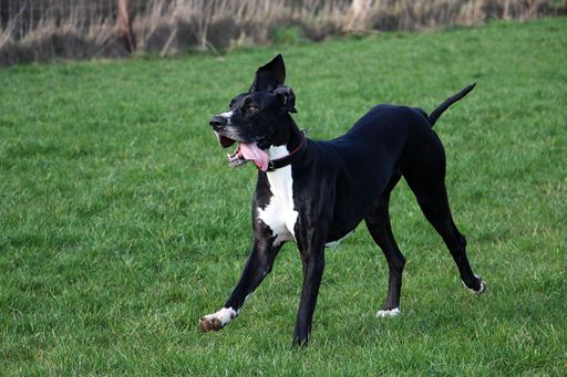 Great dane fashion running