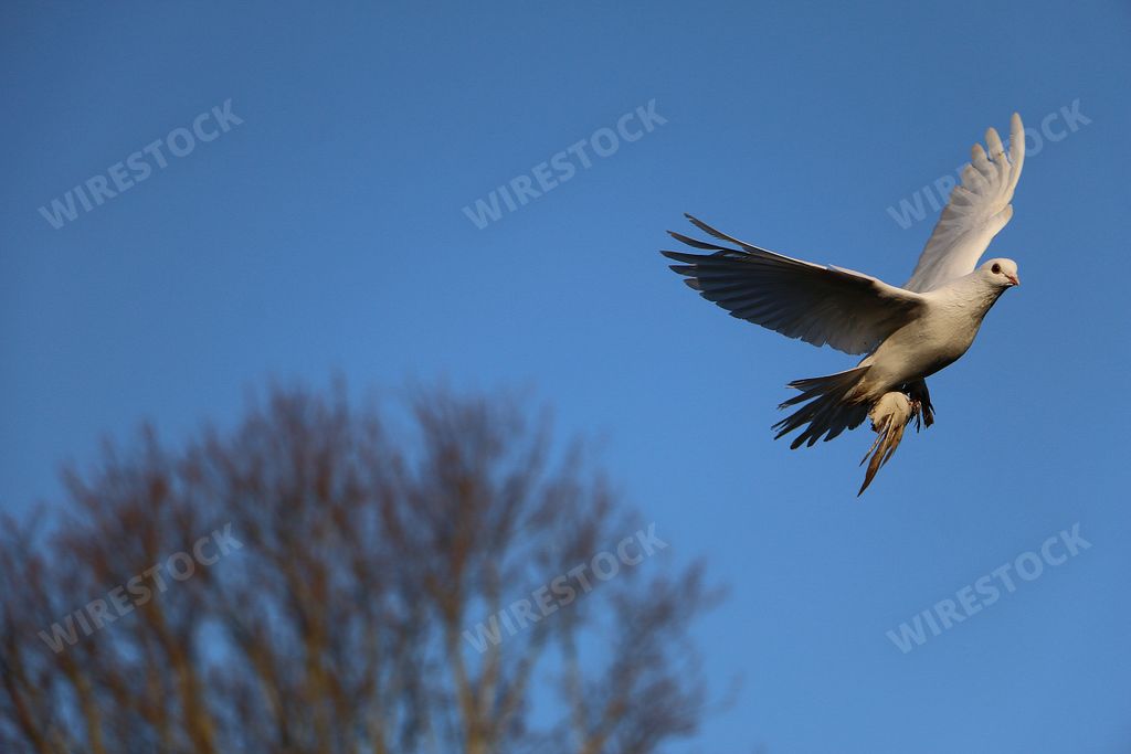 A white dove flying in the clear blue sky