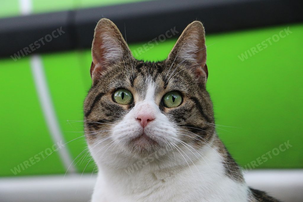 A closeup shot of a cute domestic cat on a blurred background