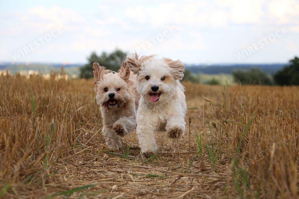 The fluffy adorable white dogs running in the field