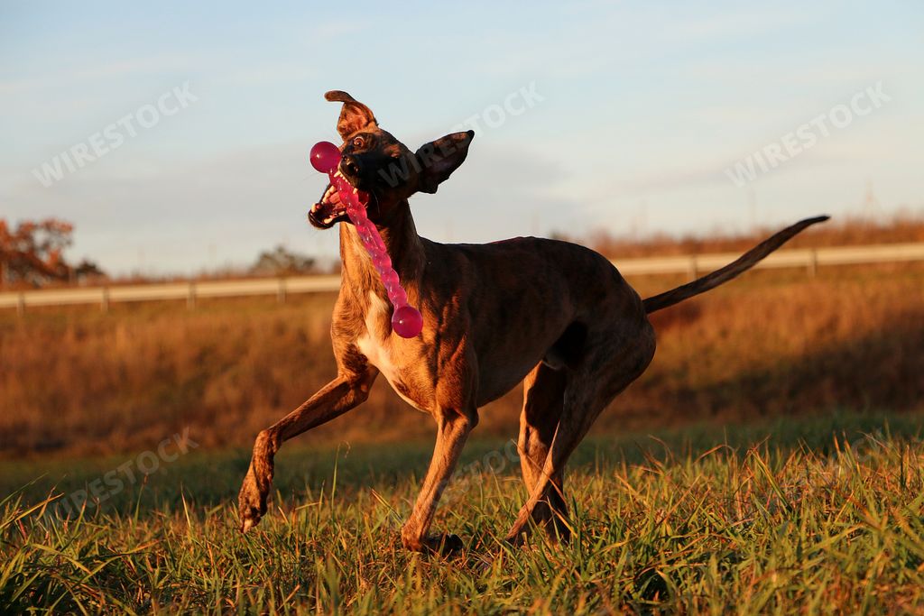 A beautiful brindle whippet running in the garden with a pink toy in the mouth