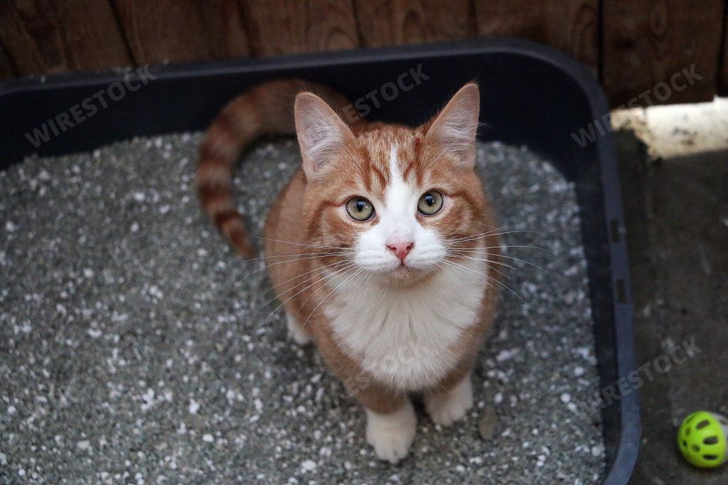 A high angle shot of a cat outdoors looking in a straight direction
