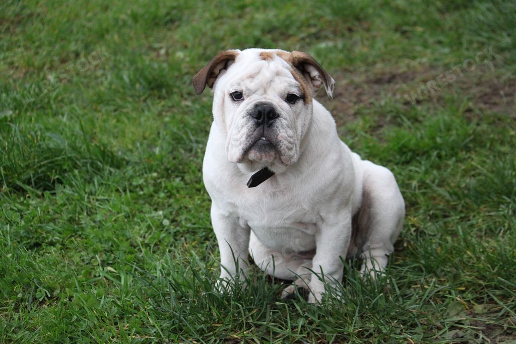 A portrait of an adorable English bulldog sitting in the garden