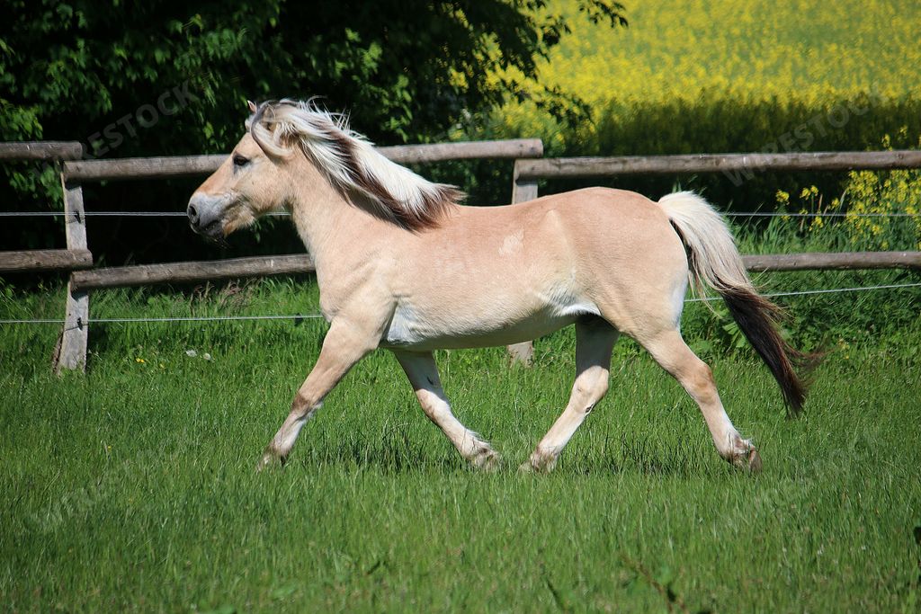 A beautiful fjord horse running on the paddock