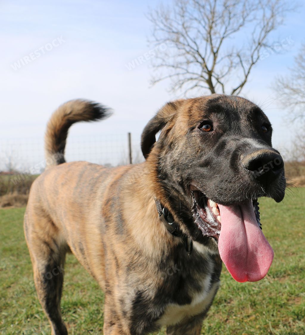 A closeup shot of Boerboel with tongue out