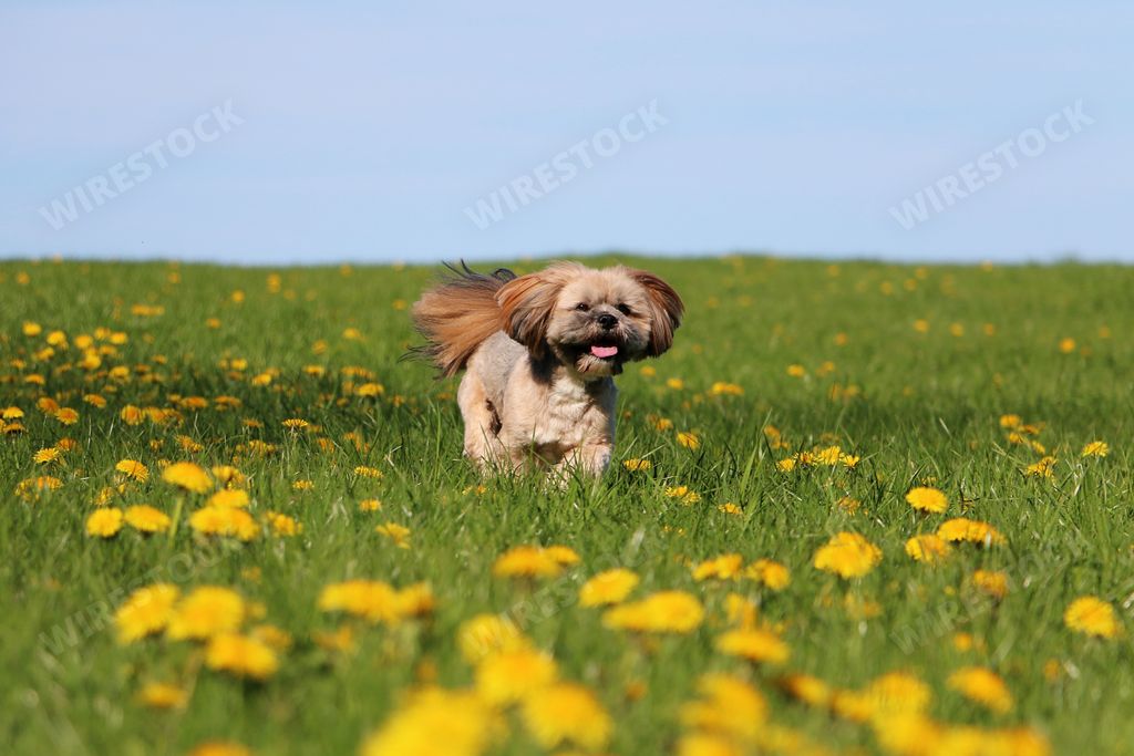 An adorable lhasa apso running in a large dandelion field