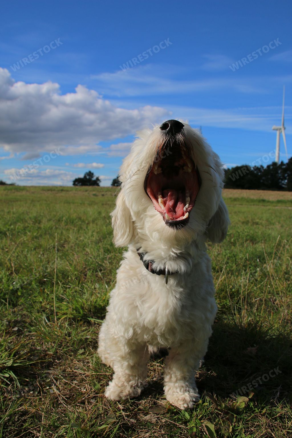 A vertical closeup shot of a cute dog sitting with its snout wide open on a grass field