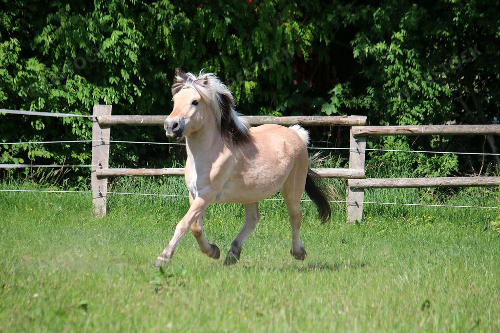 A closeup shot of a pony running in the barn with trees on the background