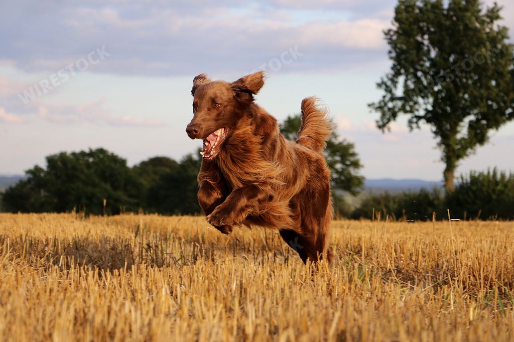 A flat-coated retriever is having fun on a stubble