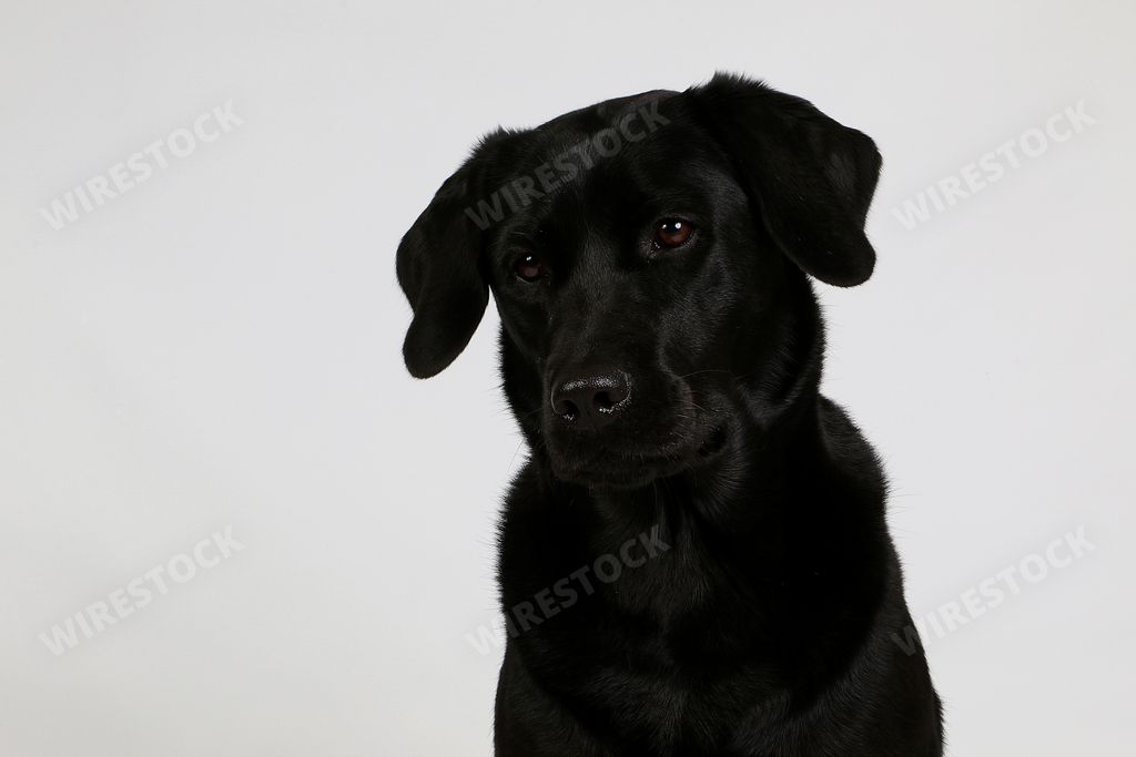 A closeup shot of a cute Labrador Retriever