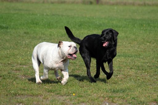 Dogs playing together in a park at the daytime Stock photo | Wirestock