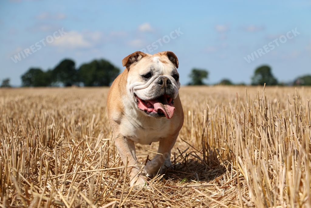 An adorable English bulldog walking through a stubble field