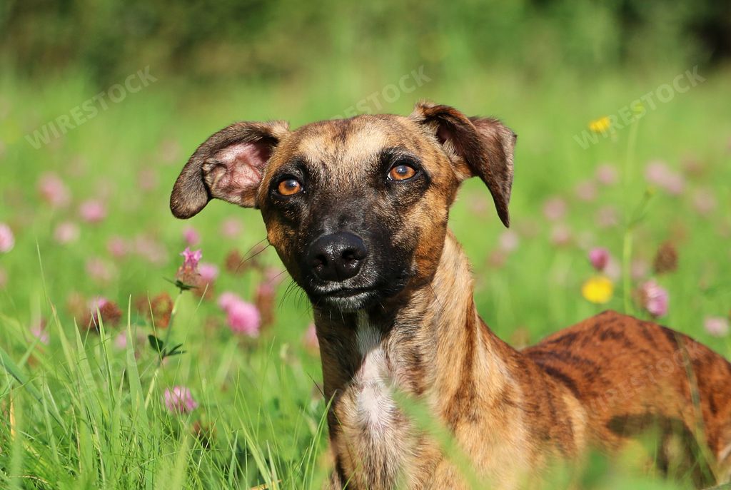 A closeup shot of a cute brindle whippet portrait in a clover field