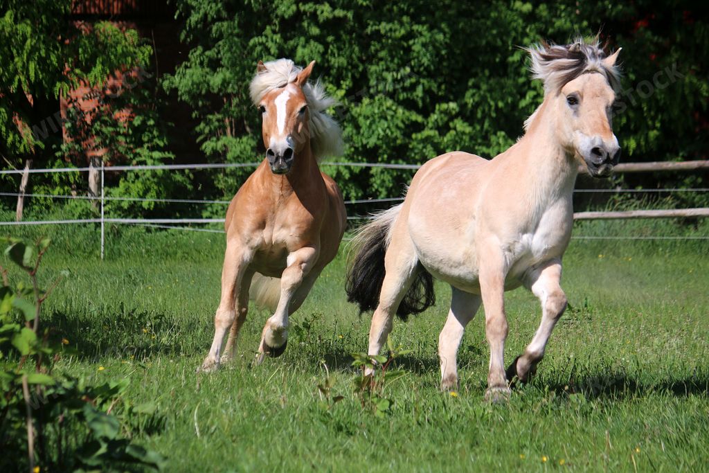 Two beautiful horses running inside the paddock on a sunny day