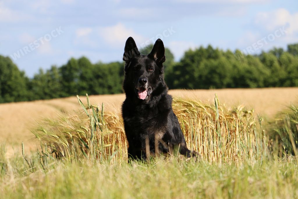 A closeup of a black East European shepherd in a yellow filed during daylight