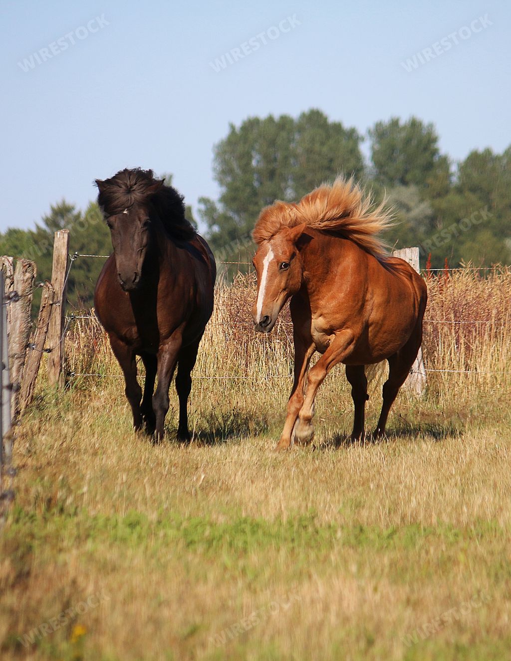 A vertical shot of horses running in a field during a sunny day