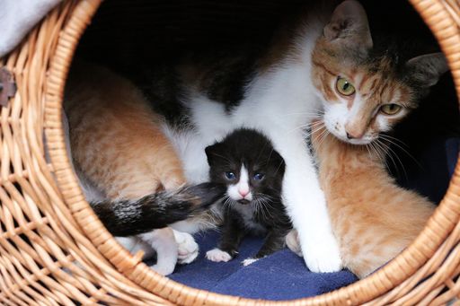Selective focus closeup shot of a mother cat inside a bed with its ...