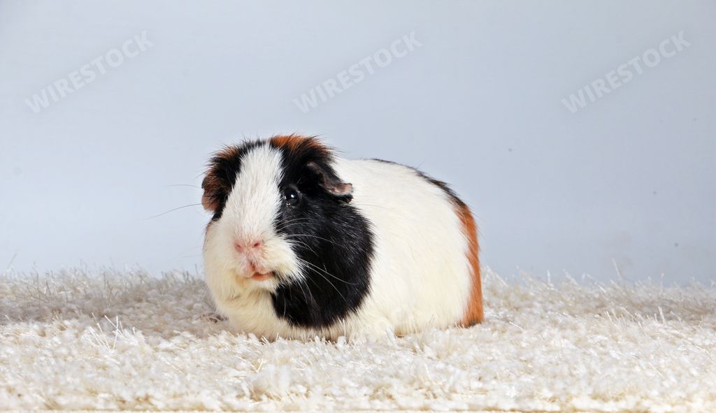 A closeup shot of a guinea pig laying on a cloth surface