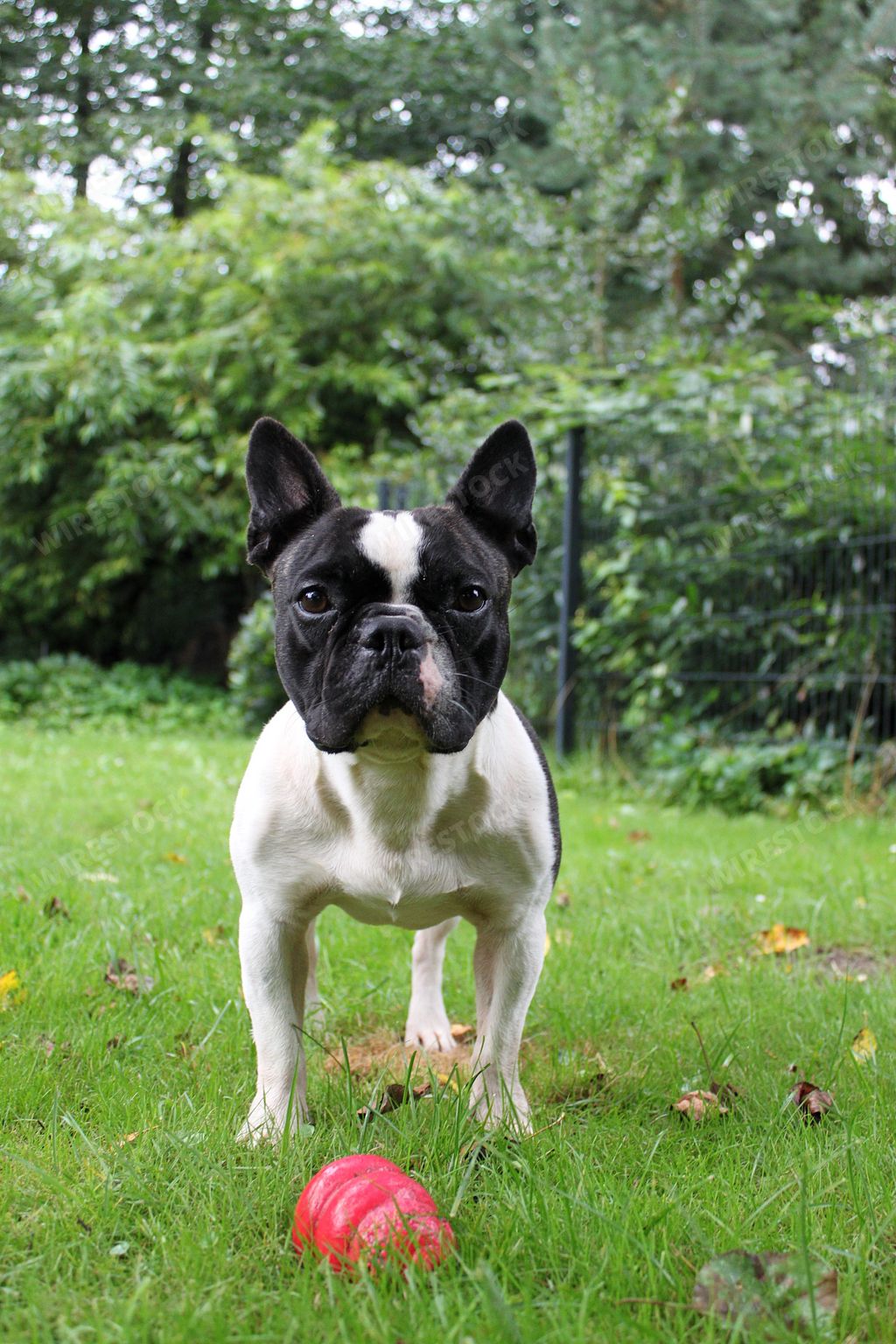 A selective focus shot of a cute french bulldog lying in the garden