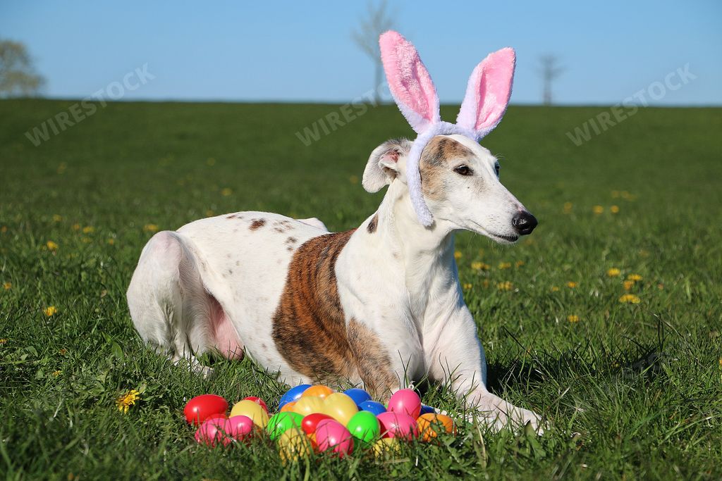 A cute galgo dog lying in the garden with funny bunny ears on the head and colorful easter eggs in the front