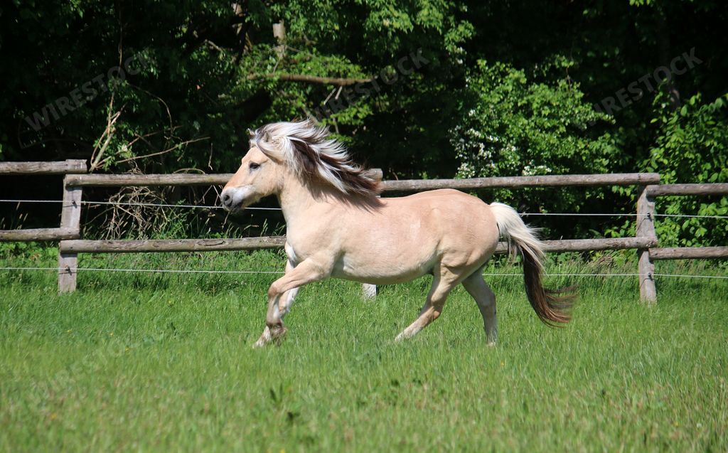 A beautiful fjord horse running on the paddock