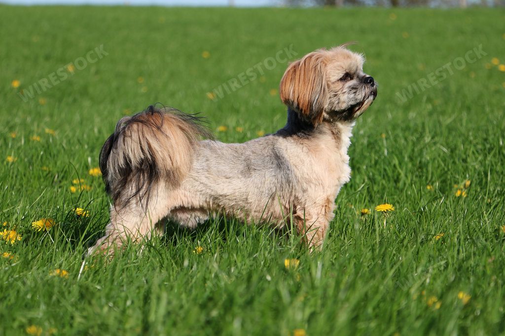 An adorable Lhasa Apso puppy running in a field of beautiful flowers