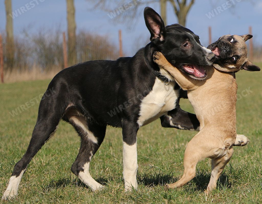 A closeup of an adorable terrier and french bulldog playing in a garden during daylight