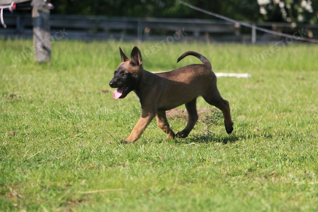 A selective focus shot of a cute Belgian Shepherd in a field