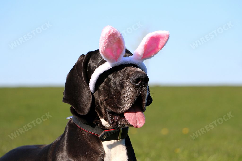 A Cute black labrador retriever wearing white and pink fluffy ear headband on a field background