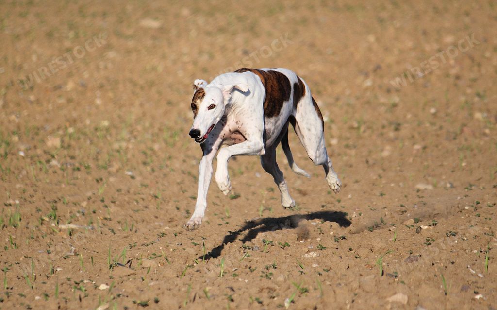A cute running magyar agar dog