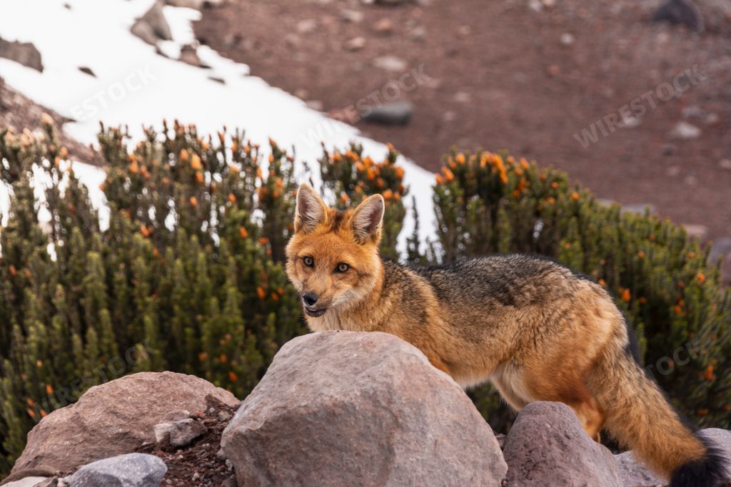 The photo of a fox with black tail captured in its natural habitat in winter